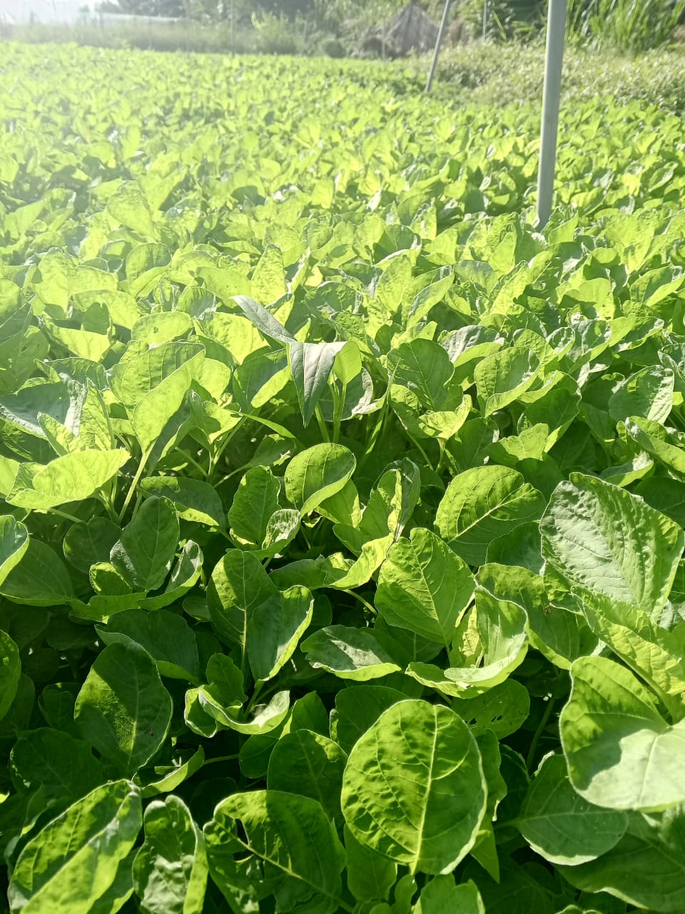 Bayam plant