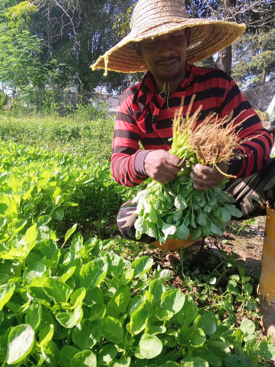 Farmer in field