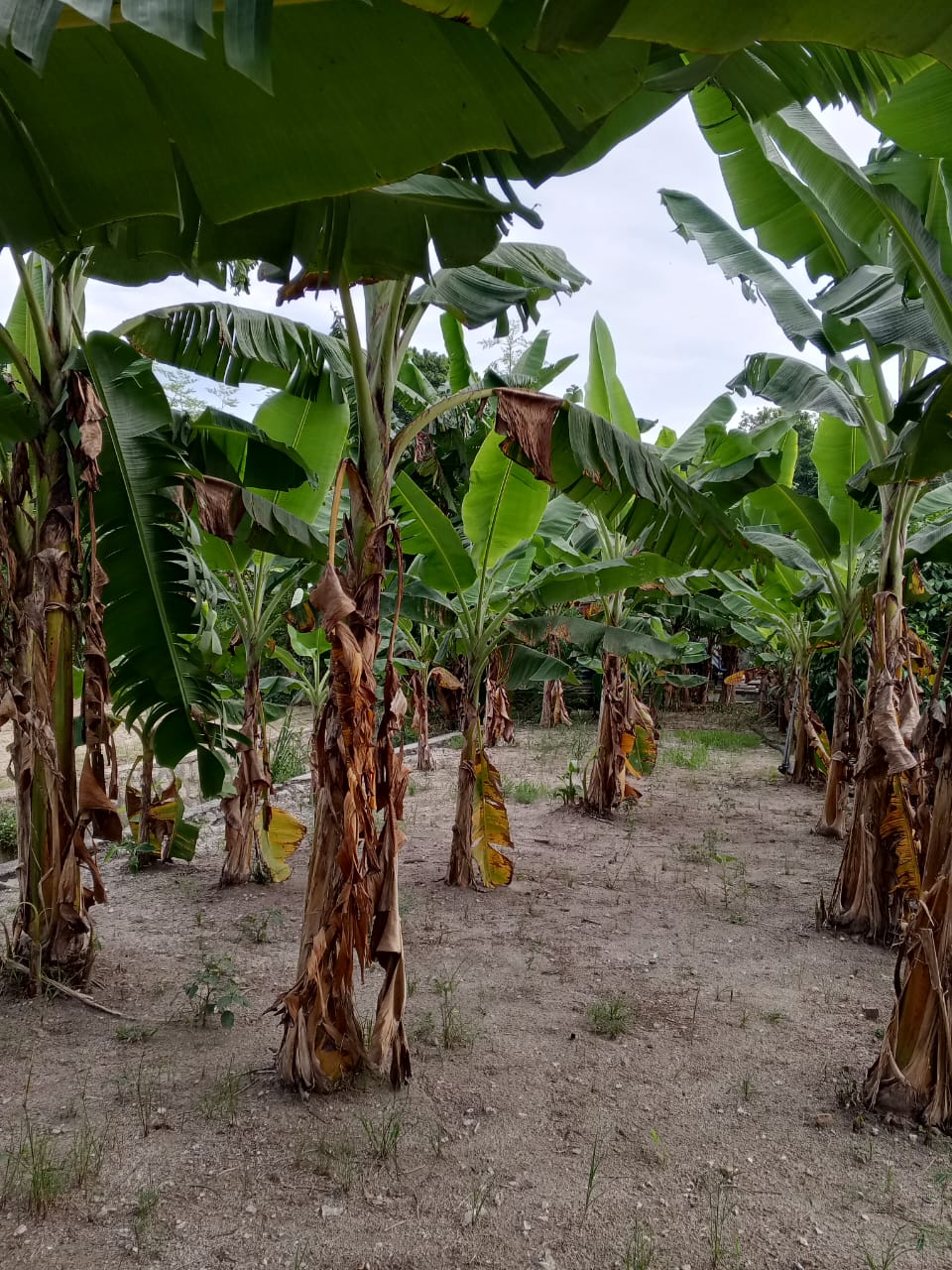 Field Trials